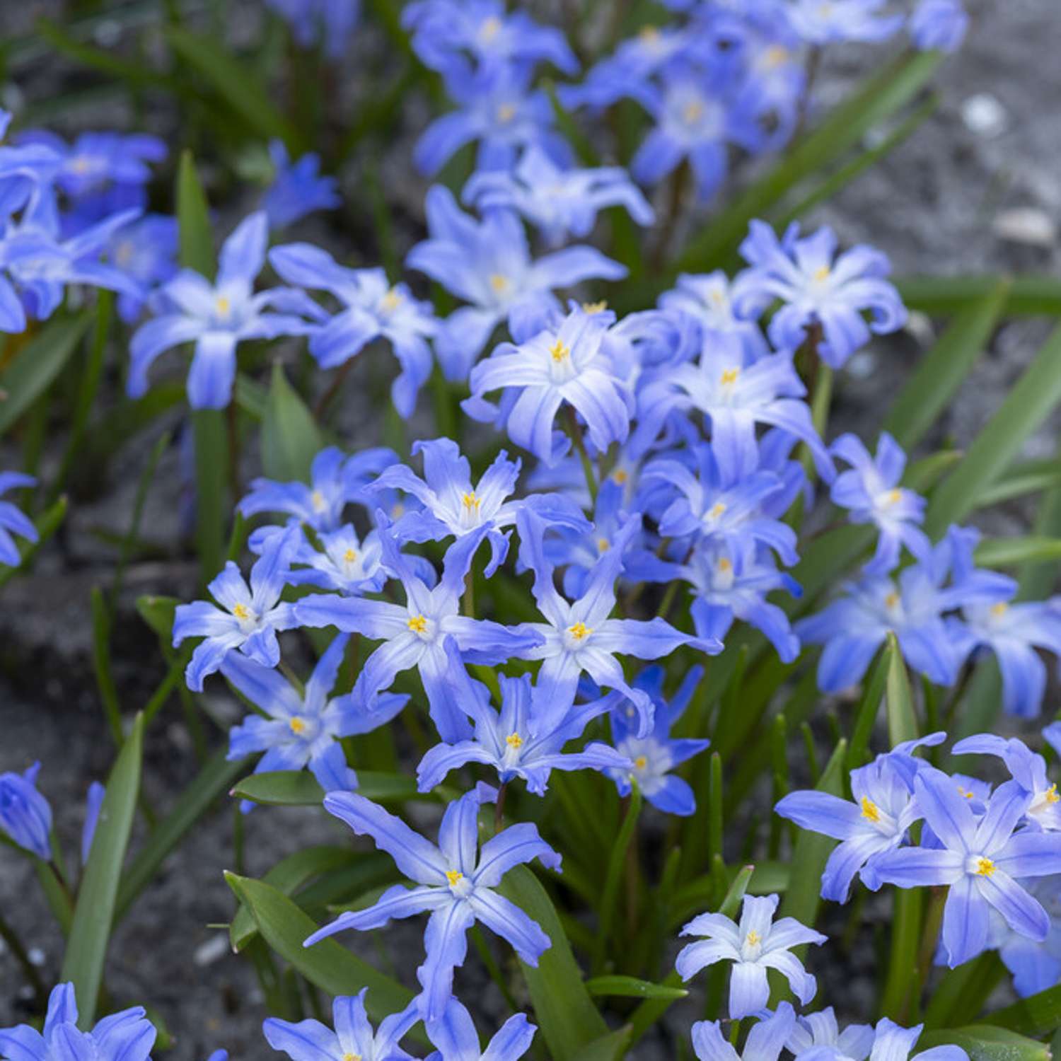 Snepryd 'Luciliae'